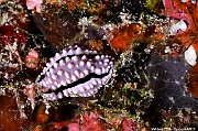 Phyllidiella rudmani nudi Maldives Bathalaa thila-18m-20240423-da-DSC_6003_tn